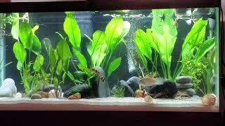 40 gallon first week with fish 