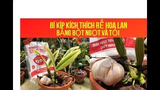 Bí Kíp Dùng Bột Ngọt, Tỏi Kích Thích Rễ Cho Hoa Lan Sau 3 Tuần Có Hiệu Qủa -LAN RỪNG LÂM ĐỒNG