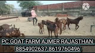 PC GOAT FARM AJMER RAJASTHAN ALL INDIA SUPPLIER MY CONTACT NUMBER 8854902637.8619760496