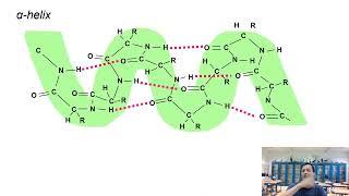 Eiwitsynthese 4; Mutaties en ruimtelijke structuur van eiwitten