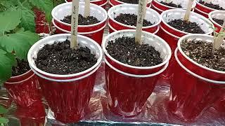 World's  Best way to grow HUGE Tomato Seedlings 