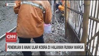 Geger Penemuan 8 Ular Kobra di Halaman Rumah Warga di Cakung