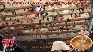 Peternakan Burung Walet Modern Indonesia | Proses Peternakan Sarang Burung Yang Dapat Dimakan