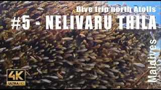 Plongée sur Nelivaru Thila - A Dive Trip in the Northern of the Maldivian Archipelago 4K - Showreel