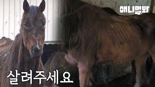 살아있는 말들과 죽은 말들이 함께 사는 이곳의 정체ㅣA place where live and dead horses are entangled