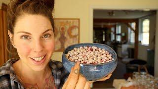 From Garden to Table: Cooking with Fresh Cranberry Beans! 