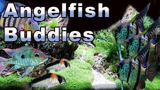 Angelfish Buddies: Some GREAT Tank Mates for Your Angelfish!