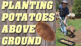 How to Plant Potatoes - No Dig Method