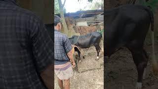 animal mating cow and buffalo meeting August 31, 2024(2)