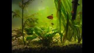 Mein Erstes 160 Liter Aquarium