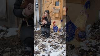 Christmas edition ️  #chickencoop #chicken #chickenlover  #asmrcleaning #cleaningwithgabie