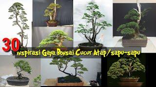 INSPIRASI GAYA BONSAI CUCUR ATAP/SAPU-SAPU (Baeckea frutescens)