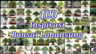 Inspirasi Bonsai Lohansung