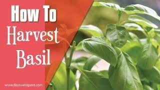 How to Harvest Basil for Continuous Plant Growth