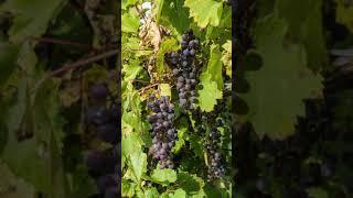 Stomping Grapes At Villa Conti, Northumberland County