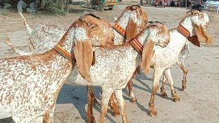 Luddan bakra Mandi pakistan bakra Mandi 2024 goat video 2024 bakriyan bakray 03086171529