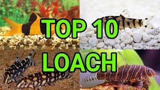 TOP 10 | LOACH Fish Types  | AQUARIUM