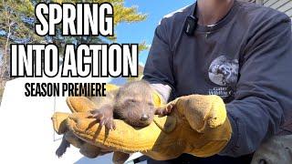 Spring Into Action: Raccoon Removal Season Premiere