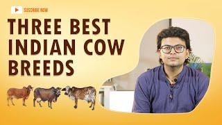 Three Best Indian Cow Breeds for Milk | Gir Cow | Sahiwal Cow | Rathi Cow - SwadeshiVIP