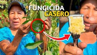 FUNGICIDA CASERO DEFINITIVA a los HONGOS con este FUNGICIDA CASERO para plantas Usando el AJO