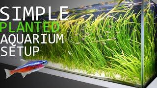 How to Setup a 55 Gallon Planted Aquarium: 6 Month Update