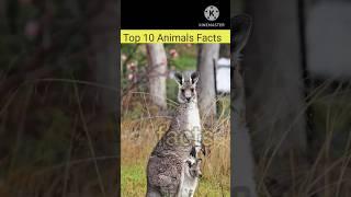 Top 10 Animal Facts ... facts walla