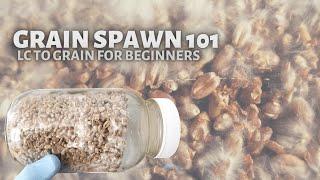 GRAIN SPAWN 101, Start to Finish Tutorial on How to Make Mushroom Grain Spawn from Liquid Culture