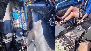 900-Pound Dolphin Jumps Onto Boat