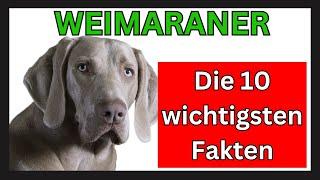 Weimaraner Hunderasse  Die 10 wichtigsten Fakten