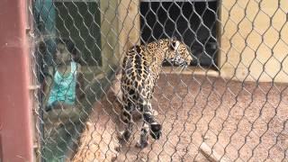 Beautiful jaguar is hungry for children...