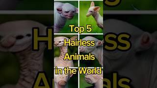 5 rarest animals in the world | 5 hairless animals in the world