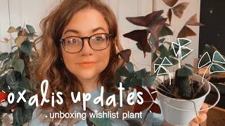 HOW TO CARE FOR OXALIS AND SHAMROCK PLANTS AND UNBOXING A WISHLIST PLANT ️