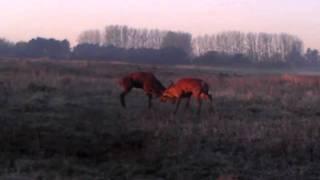 Kronhjort kamp okt. 2011 / Deer fight oct. 2011