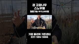 겹꽃에 향도 나는 월동가능 겹 고광나무 스노우벨 보고가세요 ~