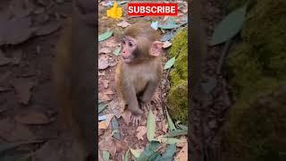 hungry baby monkey asking for food #shorts #hungry #monkeymonkey