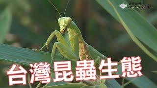 台灣昆蟲生態記事 -台灣生態記事系列02