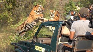 Taru vs Shambhu Part 1 #wildlife #tadoba #forest #tiger #safari #fight #fighting