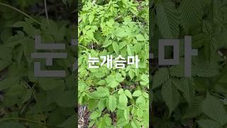 이것 좀 보세요~ 전체가 다아~ #눈개승마