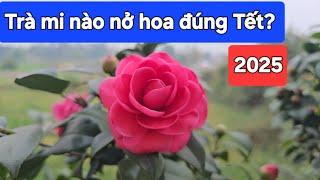 Trà mi nào nở đúng Tết 2025