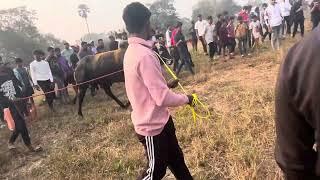 Bull fight  Mora (Bhingri)vs Navlya win Bhingri.