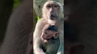 #Animakey #mom&baby#lovelymonkey#babysocute#viral#animals#youtube#shorts#like#Subscribe#