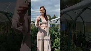 Как закрепить спанбонд на дугах