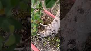 We Have All Types Bonsai Plants Are Available || BonsaiGardenNursery || #shortsvideo