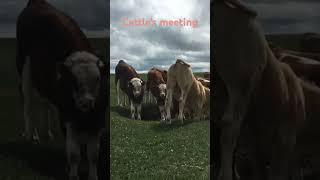 Cattle's meeting-- about water#travel #animals #funny #nature