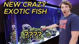 BUYING A CRAZY EXOTIC FISH (GONE WRONG)