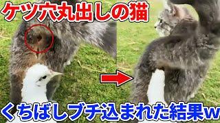 【2ch動物スレ】鳥さん、猫のケツにくちばしを丸ごと挿入→反応がヤバすぎるｗｗｗｗｗ