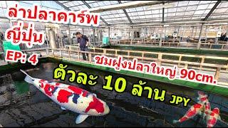 ปลาคาร์พตัวละ 10ล้าน เยน ดูปลาใหญ่บ้านเจ้าของฟาร์ม Sakai fish farm ล่าปลาคาร์พญี่ปุ่น EP:4