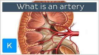 What Is An Artery? - Human Anatomy | Kenhub