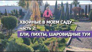 ХВОЙНЫЕ В МОЕМ САДУ. Часть 2: ЕЛИ, ПИХТЫ, ШАРОВИДНЫЕ ТУИ | Хвойные растения в моем саду