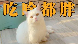 我真不是故意要把猫咪养得这么胖的！【胖胖家的猫】